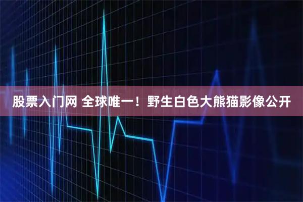 股票入门网 全球唯一！野生白色大熊猫影像公开